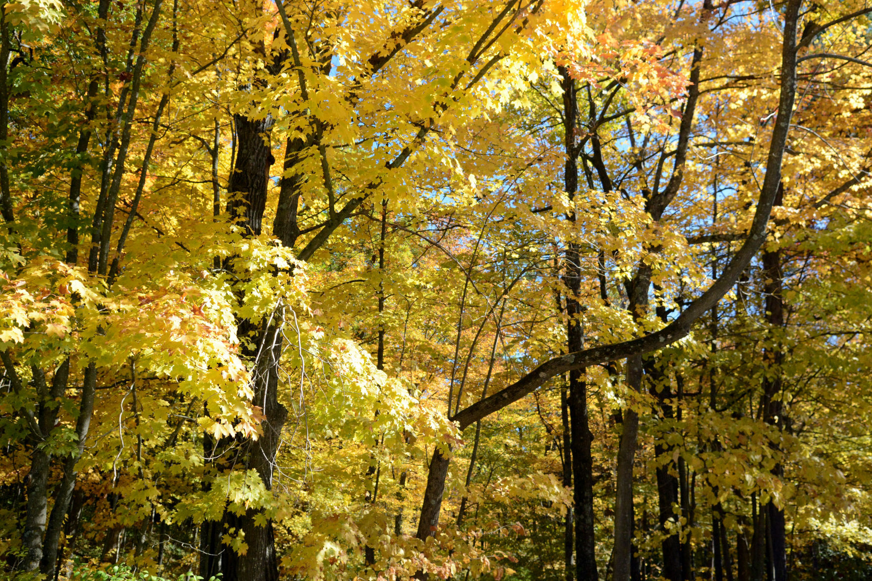 Baraboo area fall color, Oct. 8, 2020